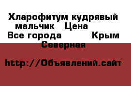 Хларофитум кудрявый мальчик › Цена ­ 30 - Все города  »    . Крым,Северная